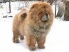 a Chow Chow