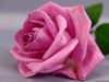 Pink Rose