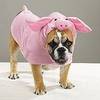 dressed like a piggy