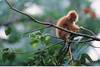 A good climbing tree