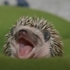 baby hedgehog lol