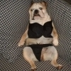 dog in a bikini