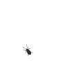 a bug