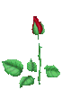 A long stem Rose