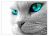 Kitty Blue-eyes