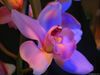 Beautiful orchid