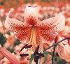 Tiger Lily