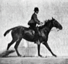 A Horseback Ride