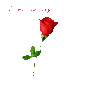 a rose to say I Love You