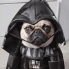 A Pet On The Dark Side !