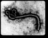 Ebola