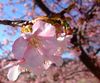 *sakura* cherry blossoms