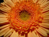 Orange Gerber Daisy