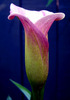 Pink Calla Lilly