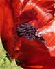 A Poppy for you