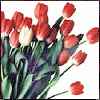 Red Tulips :)