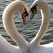 Two swans Serenade