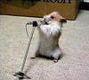 Hamster Stand-Up Comedy