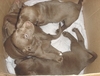 A box of puppies