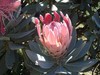Protea from South Africa