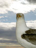 talking seagull