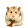 Cute Hamster