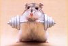 Strong Hamster