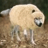 A Wolf in Sheeps Clothing