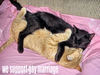 Kitties supporting Gay Marriage