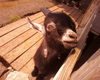 Smiling goat