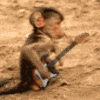 A guitar playin monkey!
