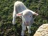 my pet lamby :D 