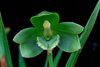 Ida Locusta ( Good Luck Orchid )