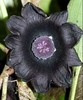 Black Orchid from Vietnam