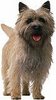 Cairn Terrier