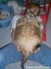 The worlds fattest cat