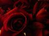 Red roses