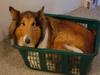 Basket bed