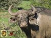 muddy buffalo