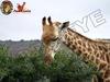 giraffe pet