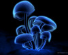 Blue glow-in -the-dark mushrooms