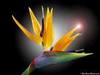 Bird of Paradise 