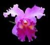 Orchid