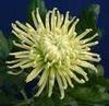 Chrysanthemum - Hope