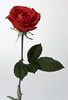 single red rose