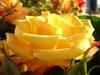 a lovely yellow rose