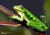 Pea Tree Frog