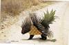 PorcuPineApple