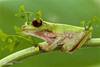Organic Tree Frog