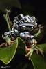 Mechanical Tree Frog